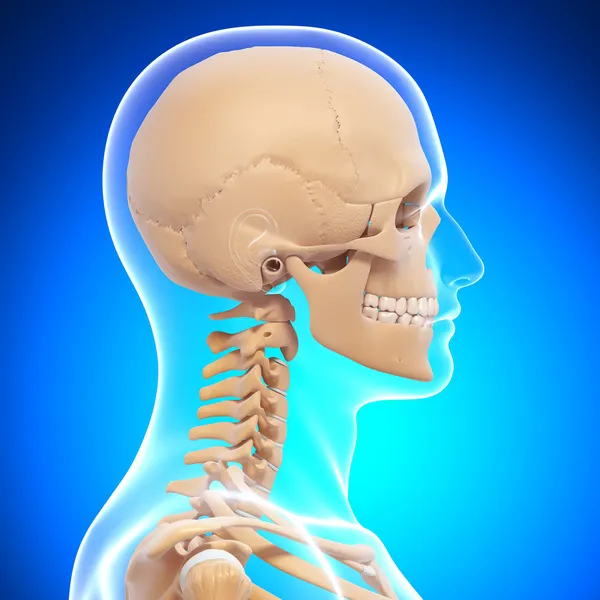 İnsan iskeleti yan görünümü — Stok fotoğraf