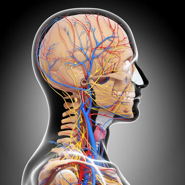 Side view of head circulatory system with, eyes, throat, teeth — Stock Photo, Image