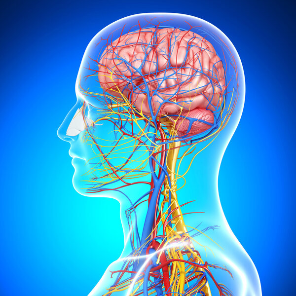 side view of brain circulatory system with, eyes, throat, teeth isolated in blue background
