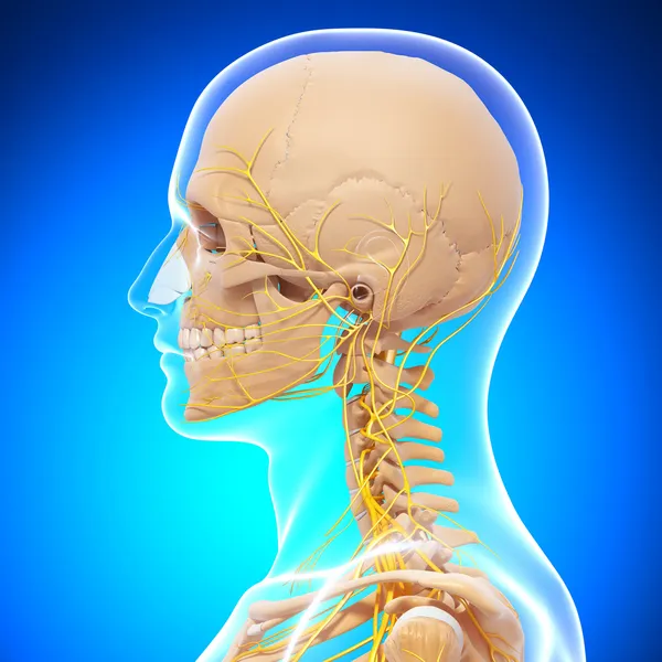 Трехмерная иллюстрация человеческого скелета сбоку — стоковое фото