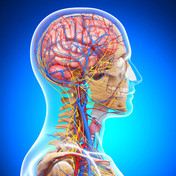 вид сбоку системы кровообращения головы, глаза, горло, зубы
