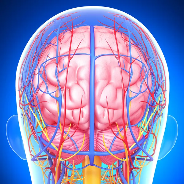 Vista posterior del sistema circulatorio y nervioso cerebral con, ojos, garganta, dientes aislados en azul — Foto de Stock