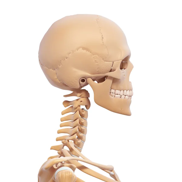 Human skeleton side view — Stock Photo, Image