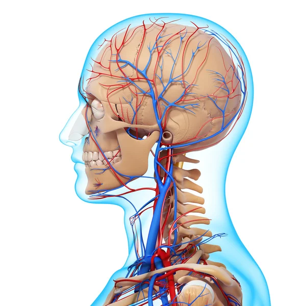 Side view of head circulatory system with, eyes, throat, teeth isolated — Stock Photo, Image