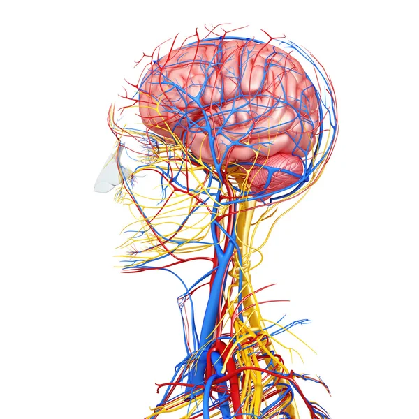 Side view of head circulatory system with, eyes, throat, teeth isolated — Stock Photo, Image