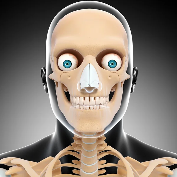 Human skeleton of head — Stock Photo, Image