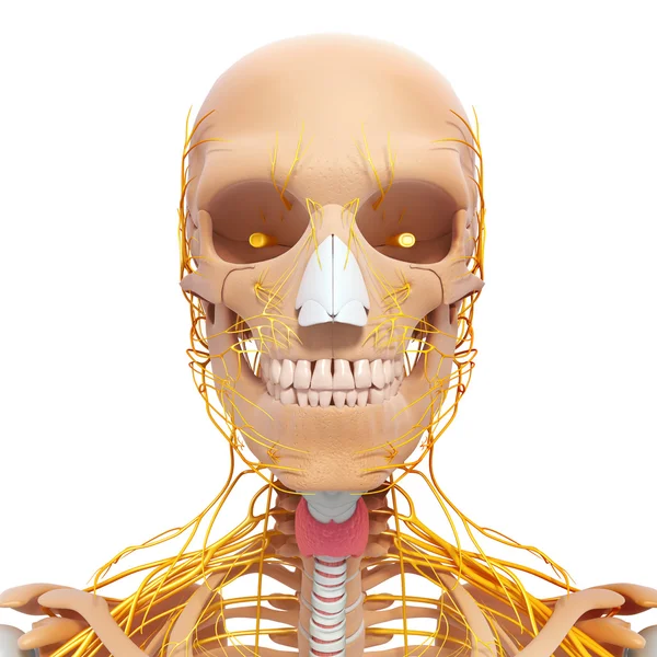 Человеческий скелет и нервная система головы с глазами, зубами — стоковое фото
