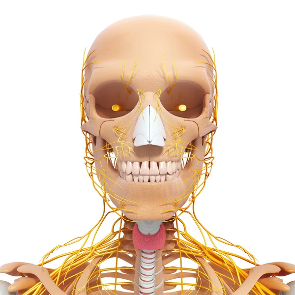 Human skeleton and nervous system of head with eyes, teeth — Stock Photo, Image