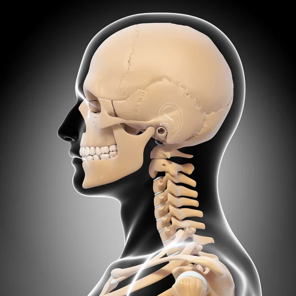 Human skeleton side view — Stock Photo, Image