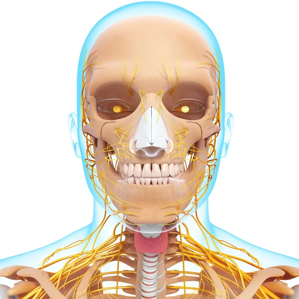 Human skeleton and nervous system of head with eyes, teeth — Stock Photo, Image