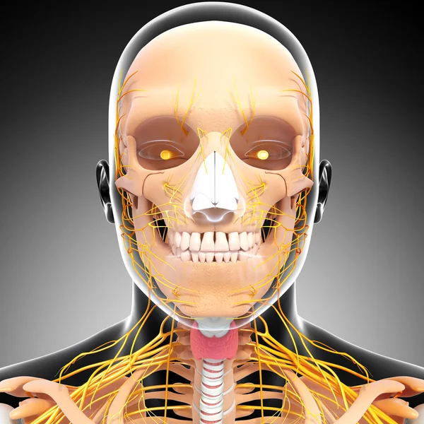 Human skeleton and nervous system of head with eyes, teeth — Stock Photo, Image
