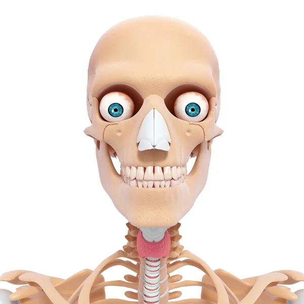 Esqueleto humano de cabeza con ojos, dientes y garganta — Foto de Stock