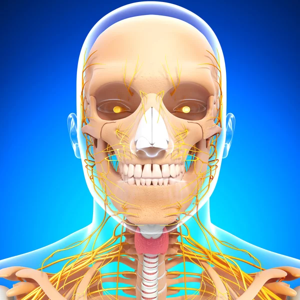 Human skeleton and nervous system of head with eyes, teeth — Stock Photo, Image