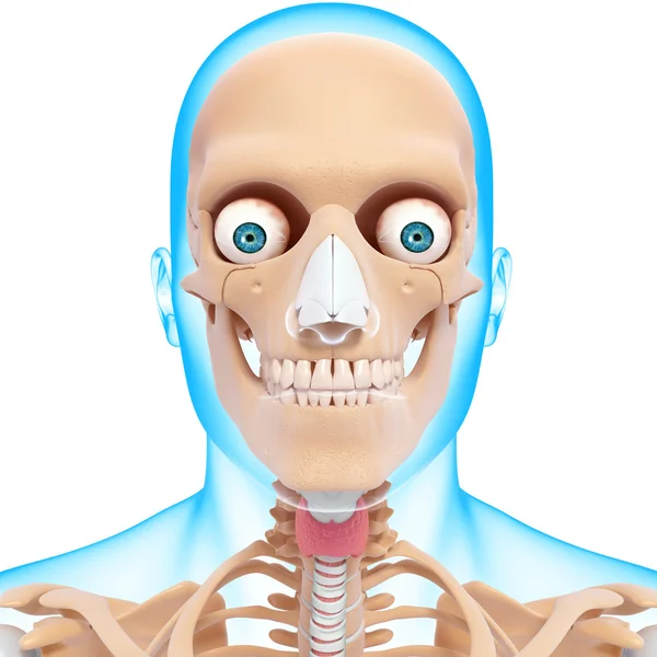 Ilustración de Esqueleto humano de cabeza con ojos, dientes aislados —  Fotos de Stock