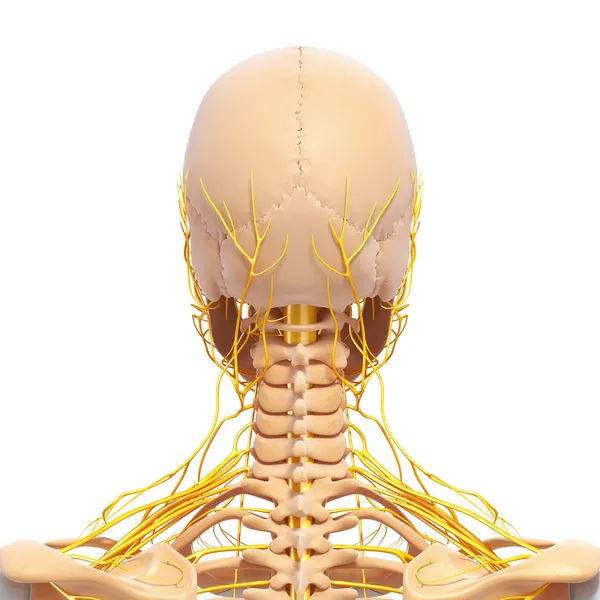 Nervous system of back view of human skeleton of head with eyes, teeth — Stock Photo, Image