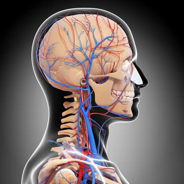 Side view of circulatory system of head with, eyes, throat, teeth isolated in gray — Stock Photo, Image