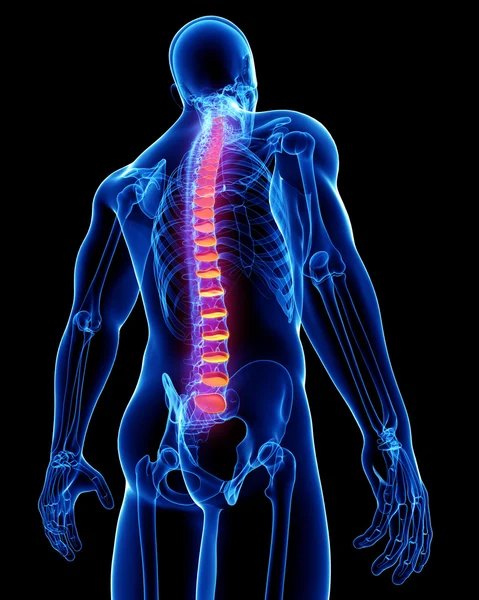 背痛解剖学 — 图库照片