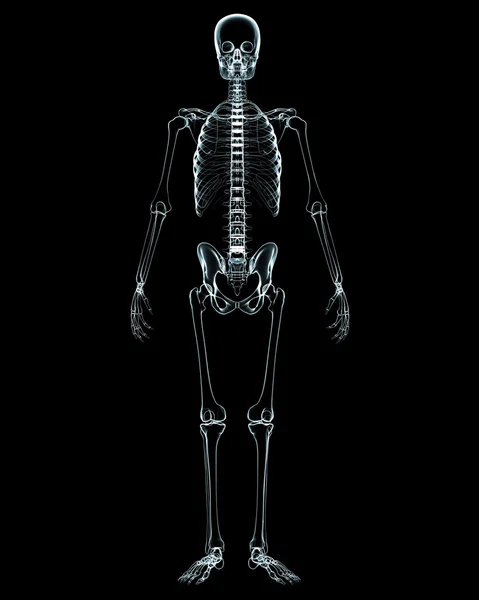 Мужская анатомия тела — стоковое фото