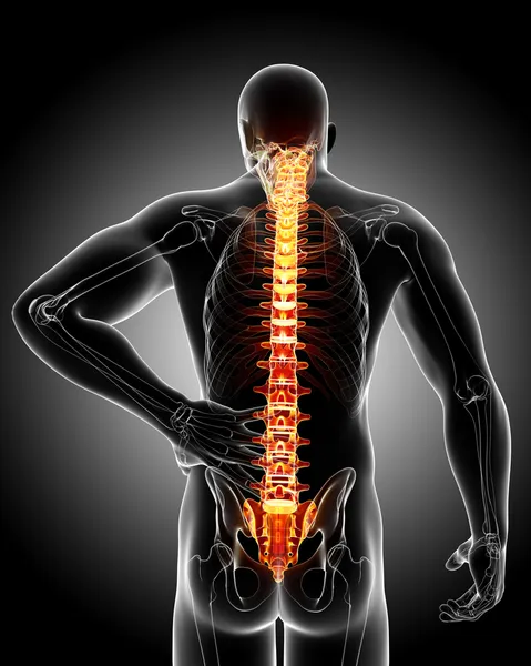acı anatomisi arka