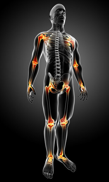 антомия суставов
