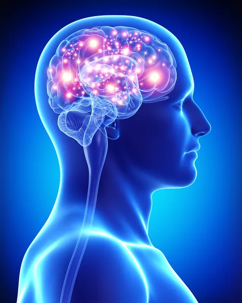 Fotos de Cerebro de stock, Cerebro imágenes libres de derechos |  Depositphotos®