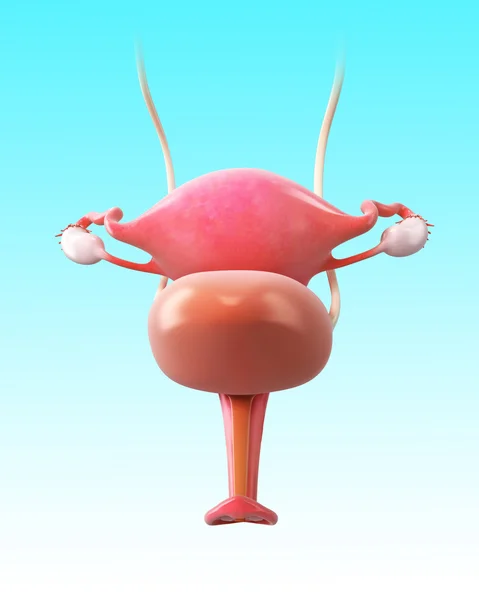 Anatomy of female urinary bladder — Stock Image Anatomy of female urinary bladder Royalty Free Stock Images