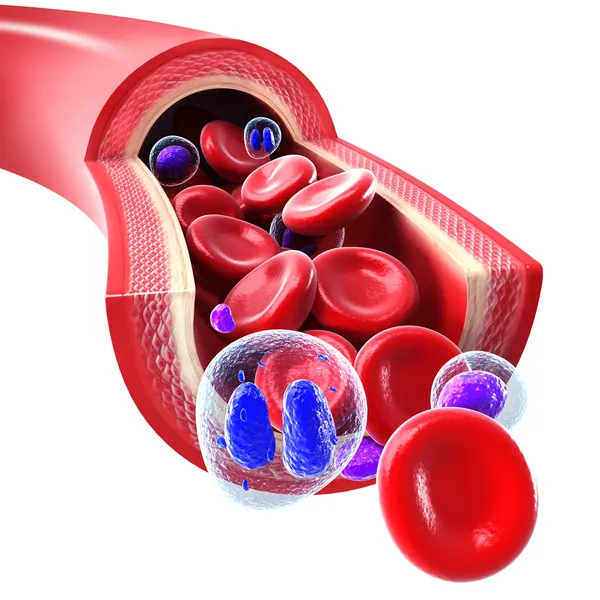 Red blood cells flowing through a vein and artery — Stock Photo, Image