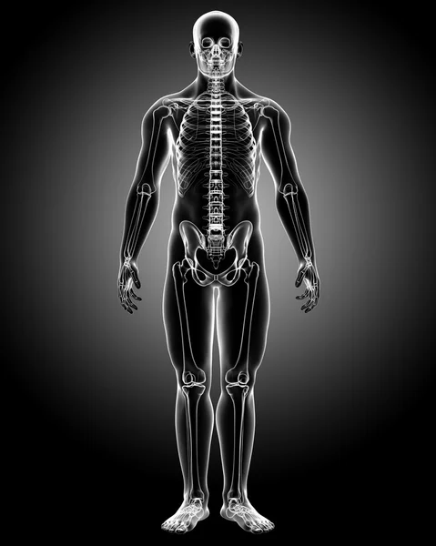 Férfi test anatómiája Stock Kép