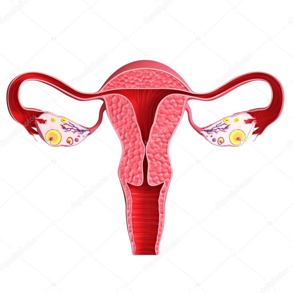 female ovary isolated on white