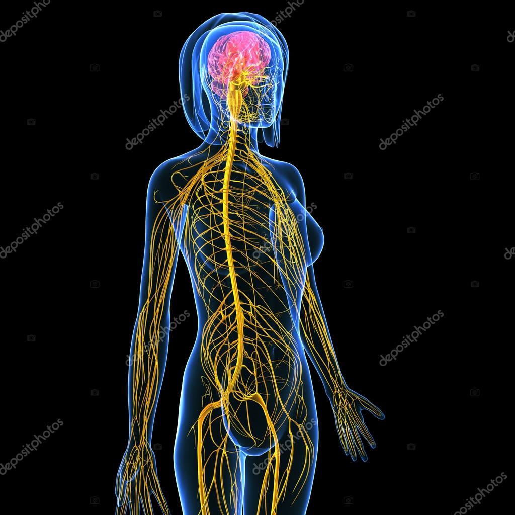 Nervous system of female body view isolated in black Stock Photo by  ©pixologic 22671365