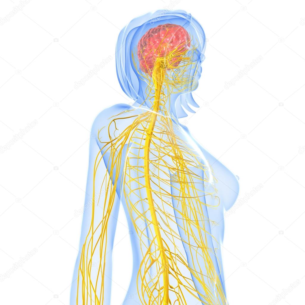 3d art illustration of Nervous system