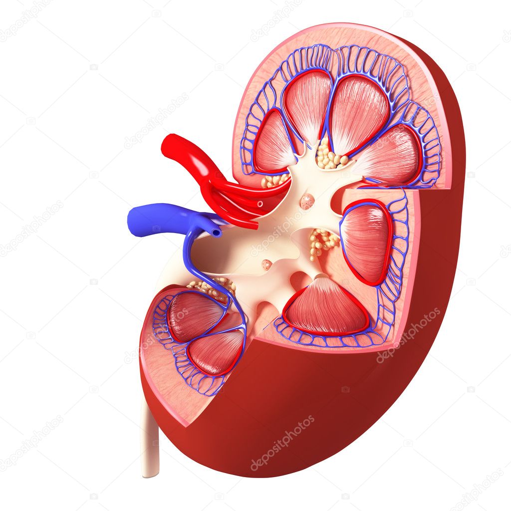 Anatomy of side view of kidney internal view in different form