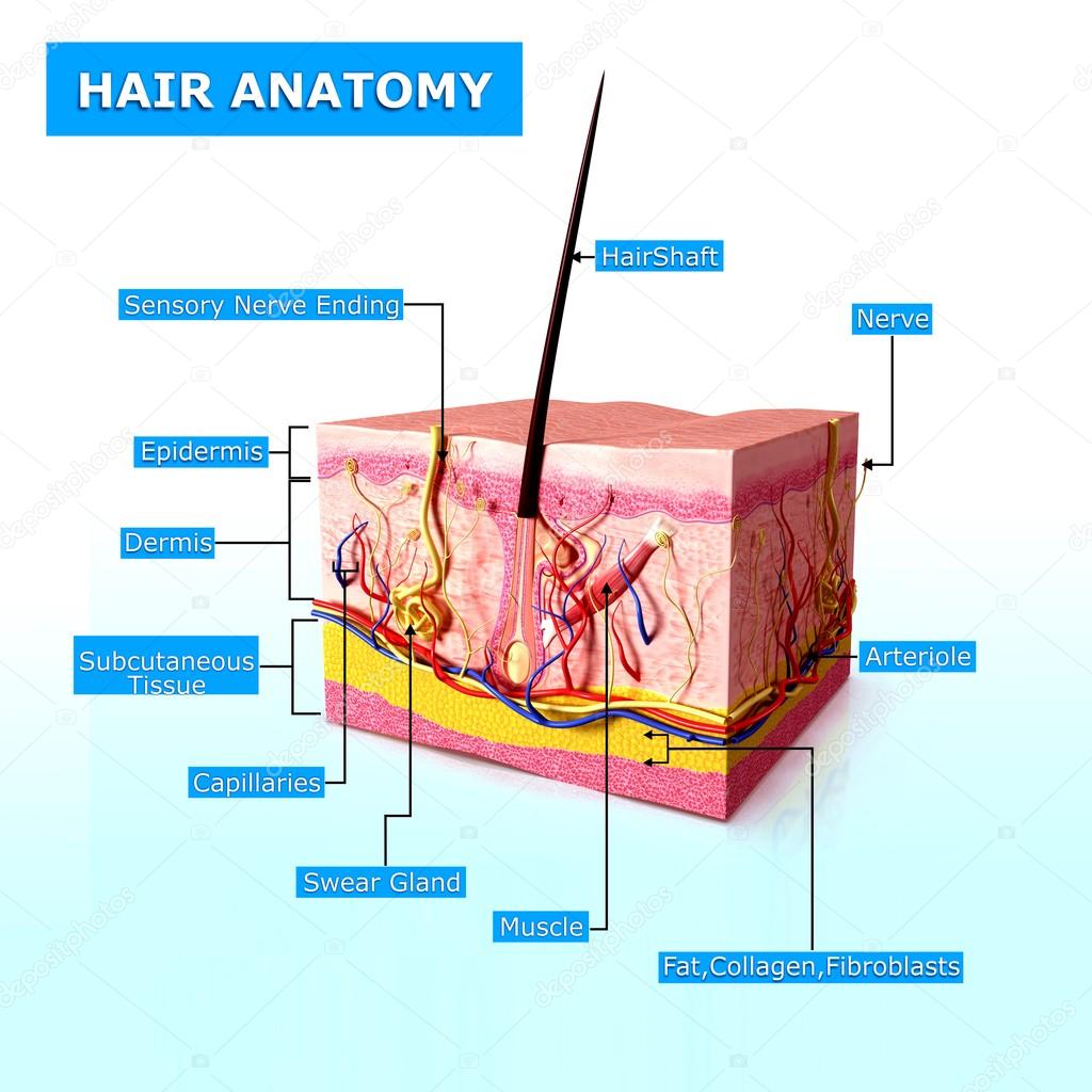 Illustration of hair anatomy with names