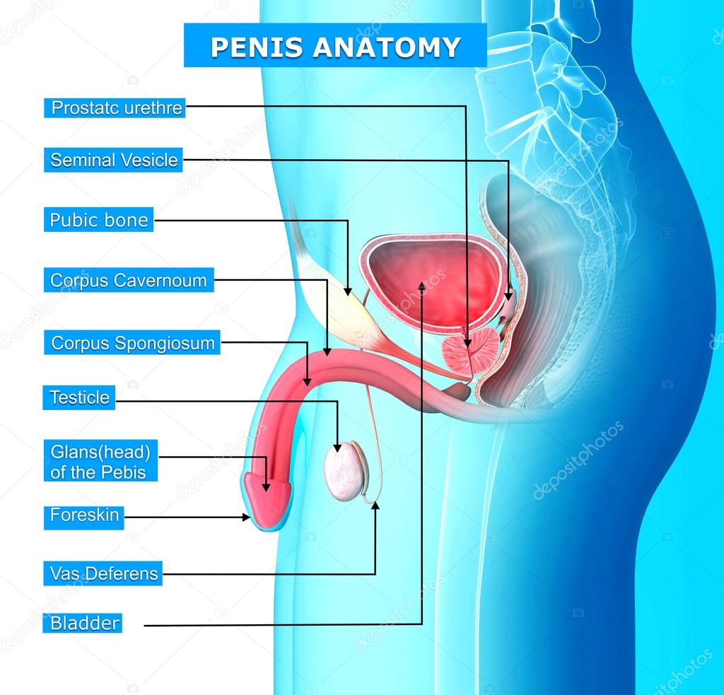 Male reproductive system with names