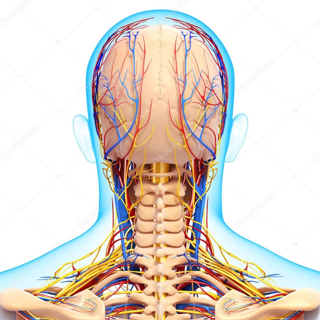 back view of circulatory and nervous system of back view of head