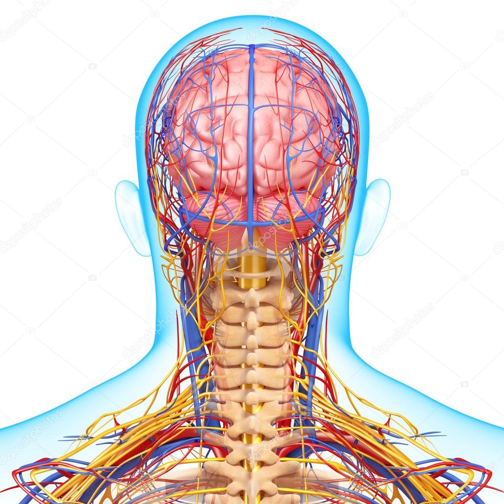 Back view of circulatory and nervous system of back view of brain