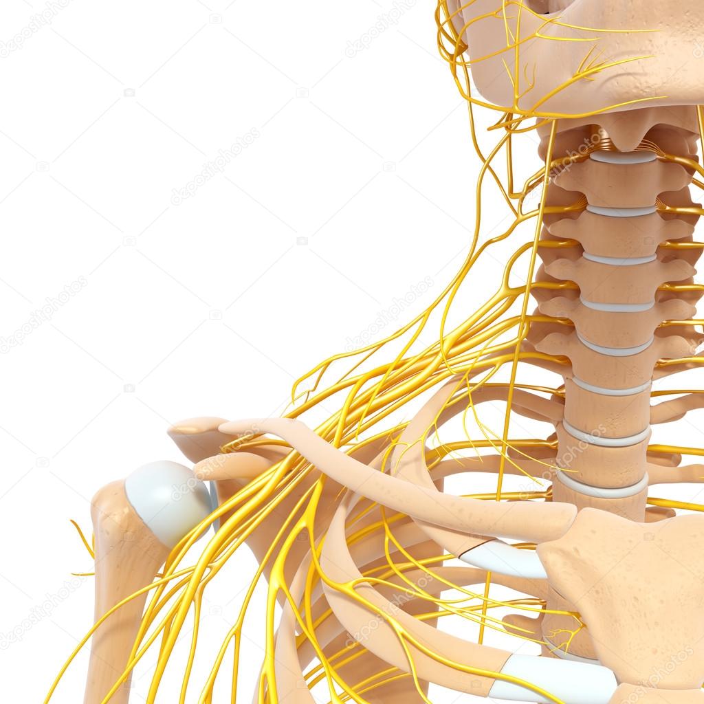 half skeletal view of human body with nervous system