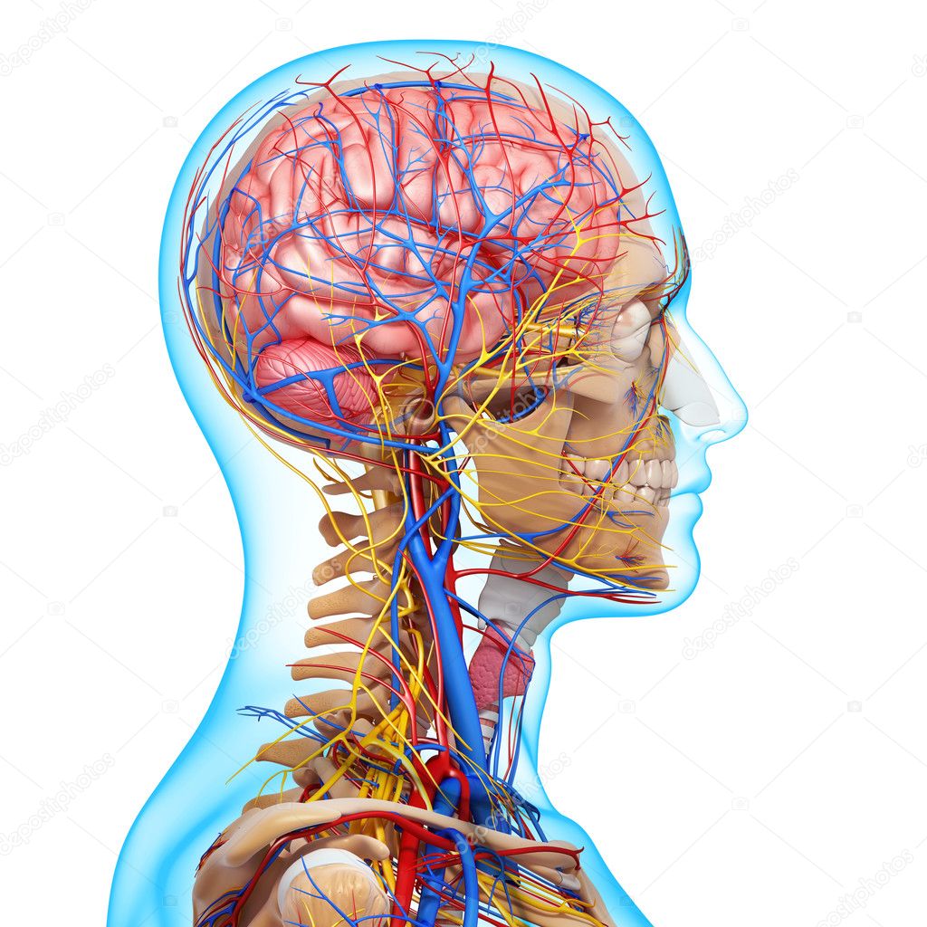 side view of head circulatory system with, eyes, throat, teeth