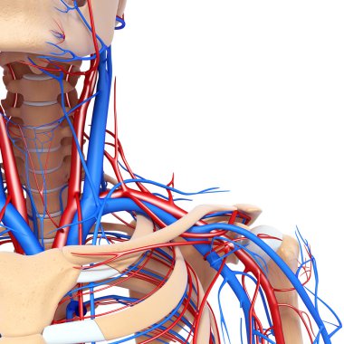 Boğaz dolaşım sistemi izole yarısını önden görünümü