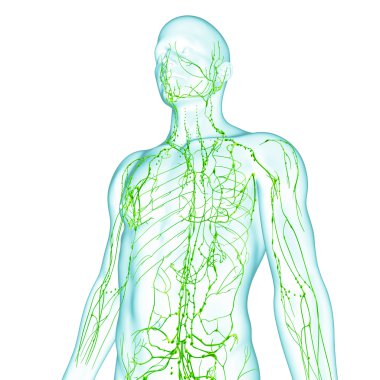 Lymphatic system of male in green clipart