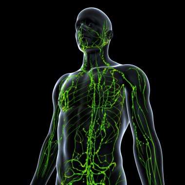 lenfatik sistem yeşil erkek