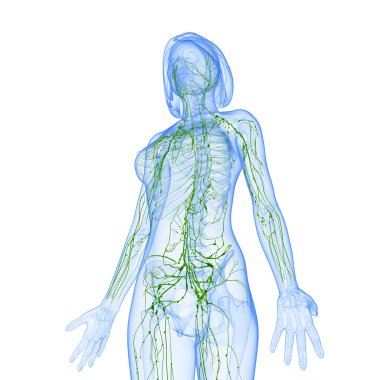 lenfatik sistem kadın, yarım vücut