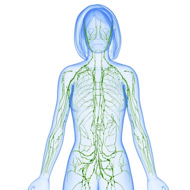 lenfatik sistem kadın, yarım vücut