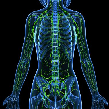 Sanat illüstrasyon kadın lenfatik sistem