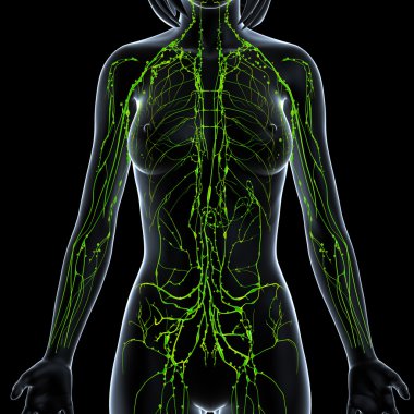 3d art illustration of lymphatic system of female clipart