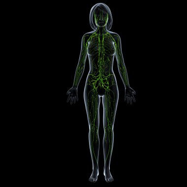 lenfatik sistem dişi mavi iskelet dolu gövdeli