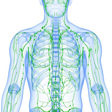 lenfatik sistem erkek sanat illüstrasyon
