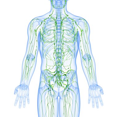 lenfatik sistem erkek sanat illüstrasyon