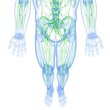 lenfatik sistem erkek sanat illüstrasyon