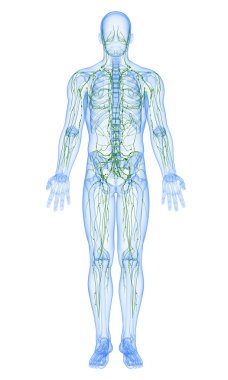 3d art illustration of lymphatic system of male clipart